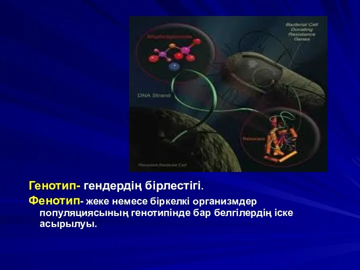 Генотип- гендердің бірлестігі. Фенотип- жеке немесе біркелкі организмдер популяциясының генотипінде бар белгілердің іске асырылуы.