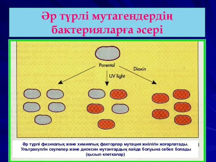 Әр түрлі мутагендердің бактерияларға әсері Әр тұрлі физикалық және химиялық