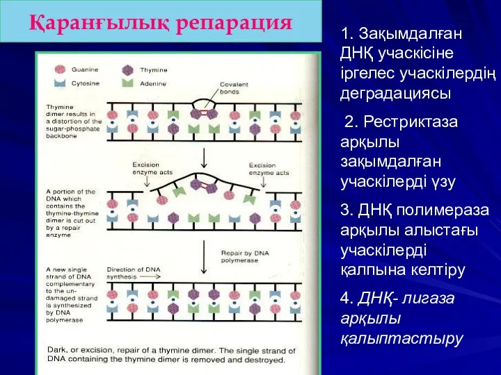 Қаранғылық репарация 1. Зақымдалған ДНҚ учаскісіне іргелес учаскілердің деградациясы 2.