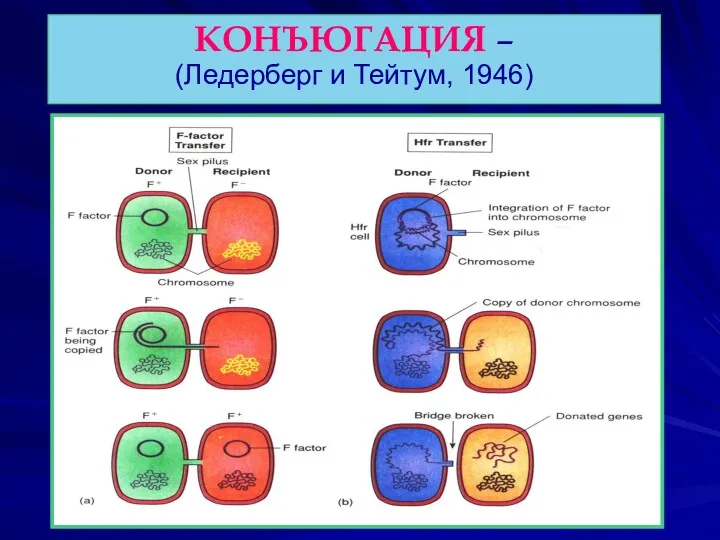 КОНЪЮГАЦИЯ – (Ледерберг и Тейтум, 1946)