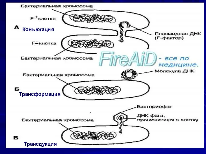 ОБЩАЯ МИКРОБИОЛОГИЯ Конъюгация Трансформация Трансдукция