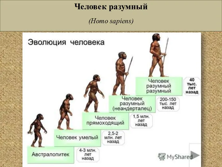 Человек разумный (Homo sapiens)