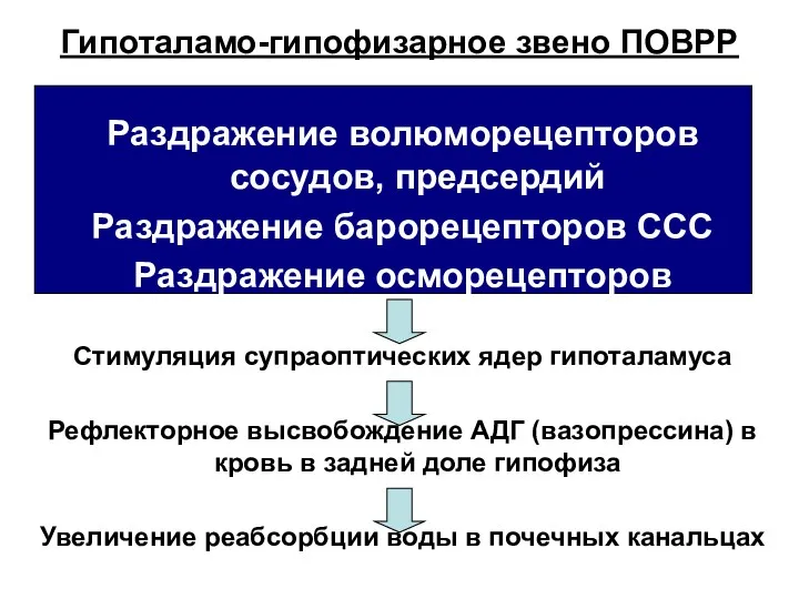 Гипоталамо-гипофизарное звено ПОВРР Раздражение волюморецепторов сосудов, предсердий Раздражение барорецепторов ССС