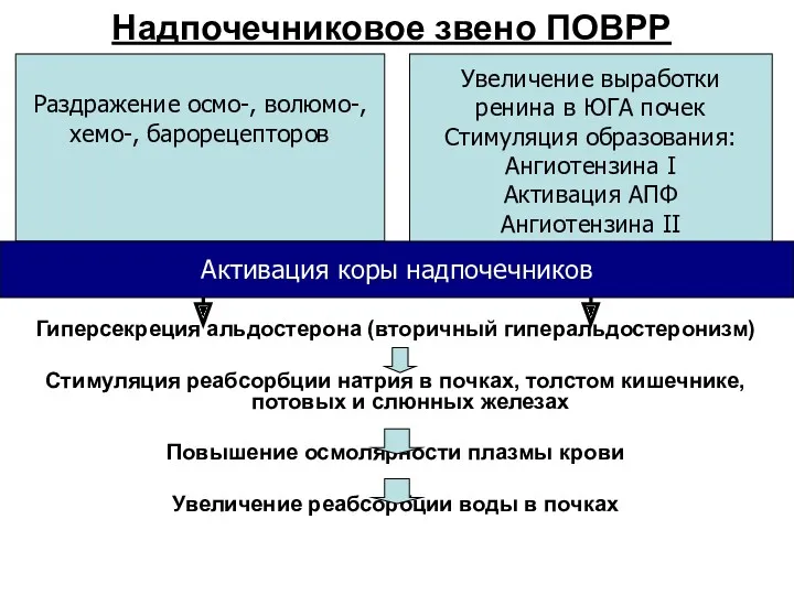 Надпочечниковое звено ПОВРР Гиперсекреция альдостерона (вторичный гиперальдостеронизм) Стимуляция реабсорбции натрия