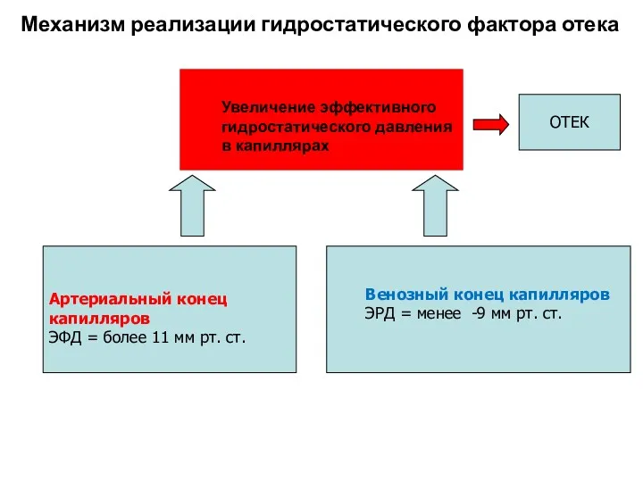 Механизм реализации гидростатического фактора отека Увеличение эффективного гидростатического давления в