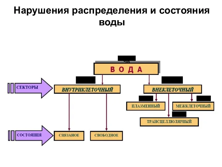 Нарушения распределения и состояния воды 60%