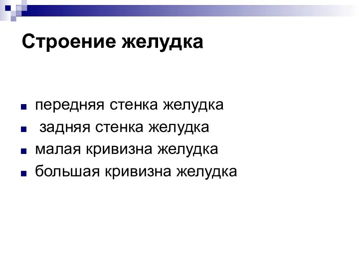 Строение желудка передняя стенка желудка задняя стенка желудка малая кривизна желудка большая кривизна желудка