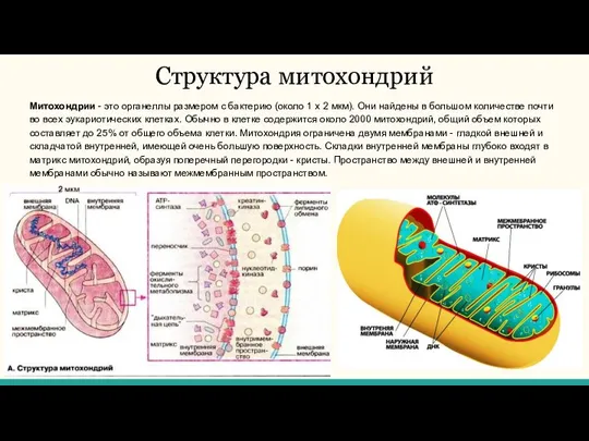 Структура митохондрий Митохондрии - это органеллы размером с бактерию (около 1 х 2