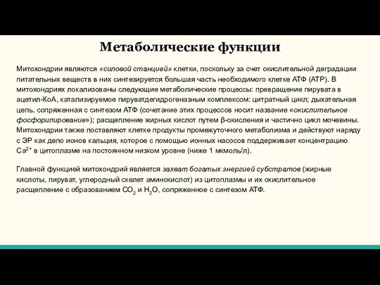 Метаболические функции Митохондрии являются «силовой станцией» клетки, поскольку за счет окислительной деградации питательных