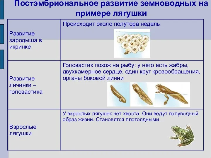 Постэмбриональное развитие земноводных на примере лягушки