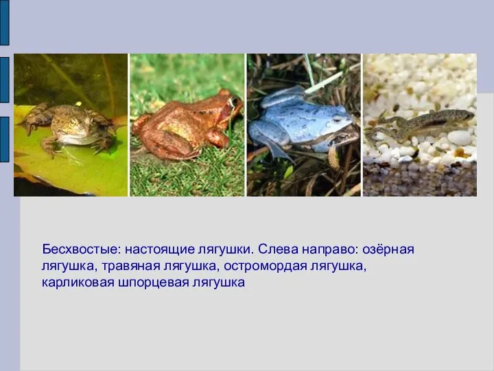 Бесхвостые: настоящие лягушки. Слева направо: озёрная лягушка, травяная лягушка, остромордая лягушка, карликовая шпорцевая лягушка