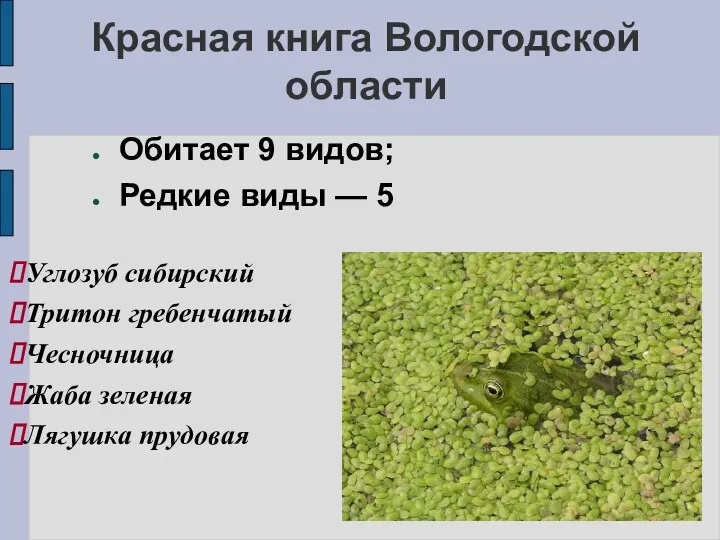 Красная книга Вологодской области Обитает 9 видов; Редкие виды — 5 Углозуб сибирский