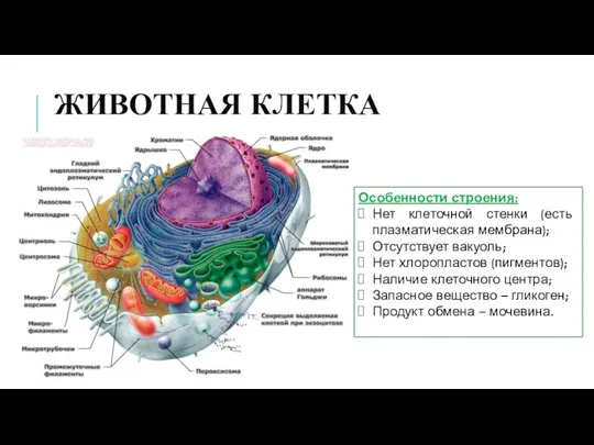 ЖИВОТНАЯ КЛЕТКА Особенности строения: Нет клеточной стенки (есть плазматическая мембрана); Отсутствует вакуоль; Нет