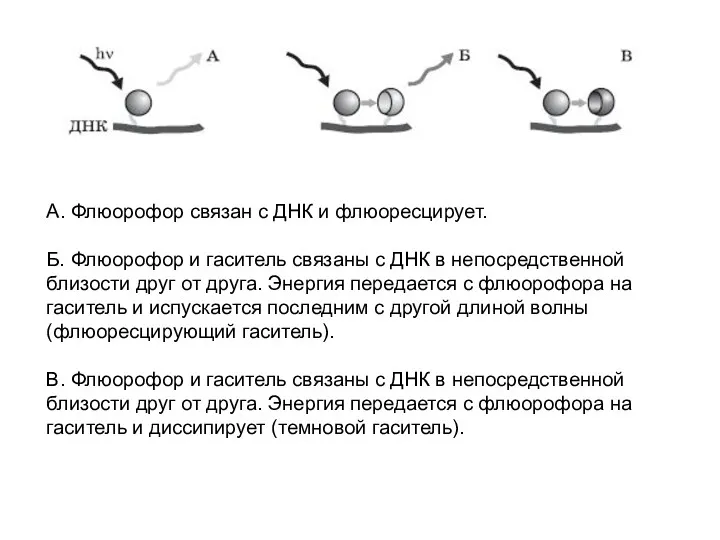 А. Флюорофор связан с ДНК и флюоресцирует. Б. Флюорофор и