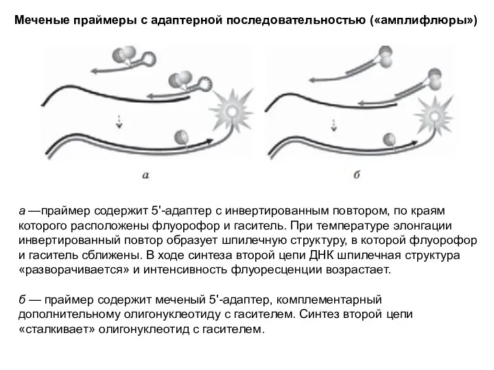 Меченые праймеры с адаптерной последовательностью («амплифлюры») а —праймер содержит 5'-адаптер