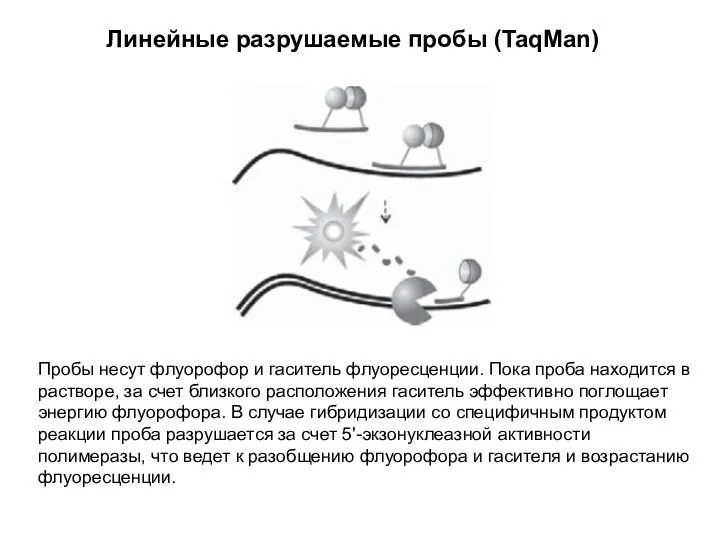 Линейные разрушаемые пробы (TaqMan) Пробы несут флуорофор и гаситель флуоресценции.