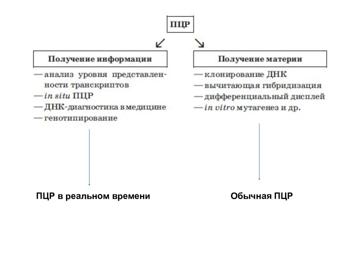 ПЦР в реальном времени Обычная ПЦР