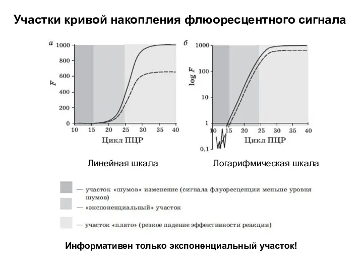 Участки кривой накопления флюоресцентного сигнала Линейная шкала Логарифмическая шкала Информативен только экспоненциальный участок!