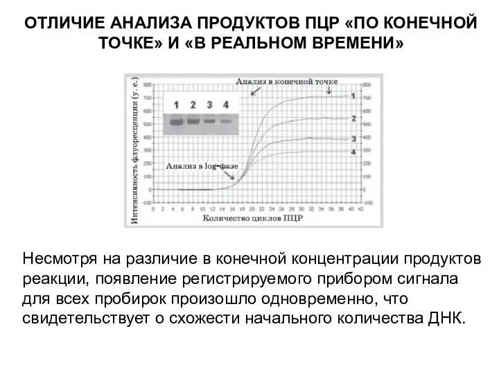 ОТЛИЧИЕ АНАЛИЗА ПРОДУКТОВ ПЦР «ПО КОНЕЧНОЙ ТОЧКЕ» И «В РЕАЛЬНОМ