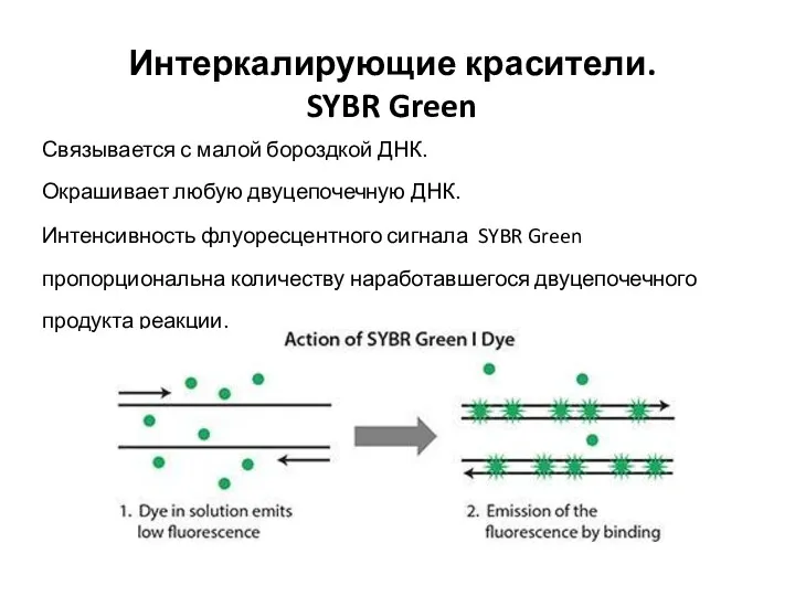 Интеркалирующие красители. SYBR Green Связывается с малой бороздкой ДНК. Окрашивает