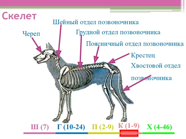 Скелет Череп Шейный отдел позвоночника Грудной отдел позвоночника Хвостовой отдел