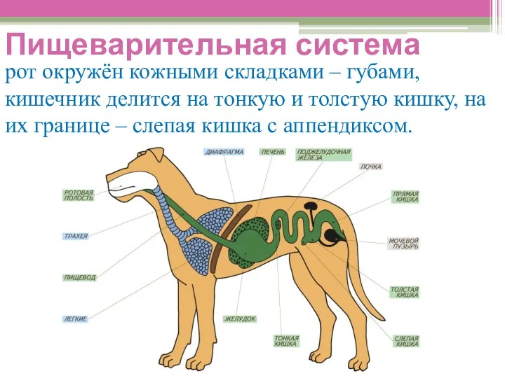 Пищеварительная система рот окружён кожными складками – губами, кишечник делится