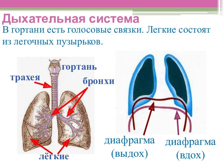 Дыхательная система В гортани есть голосовые связки. Легкие состоят из
