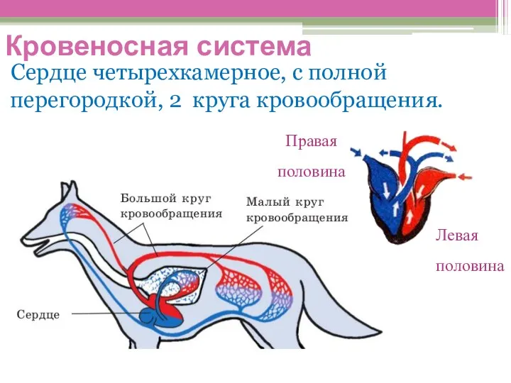 Сердце четырехкамерное, с полной перегородкой, 2 круга кровообращения. Левая половина Правая половина Кровеносная система