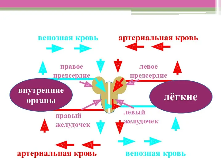 лёгкие внутренние органы правый желудочек правое предсердие левое предсердие артериальная кровь венозная кровь