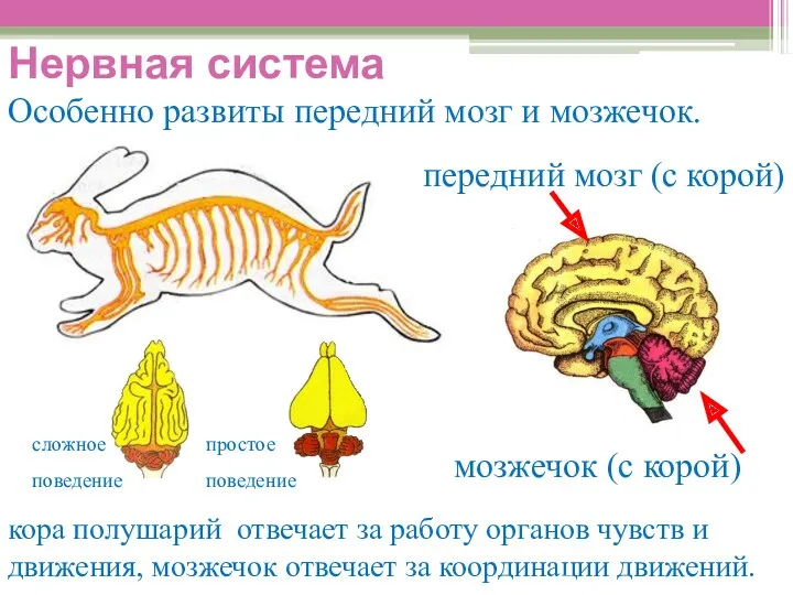 Нервная система Особенно развиты передний мозг и мозжечок. передний мозг (с корой) мозжечок