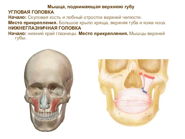 Мышца, поднимающая верхнюю губу УГЛОВАЯ ГОЛОВКА Начало: Скуловая кость и