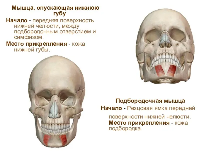 Мышца, опускающая нижнюю губу Начало - передняя поверхность нижней челюсти,