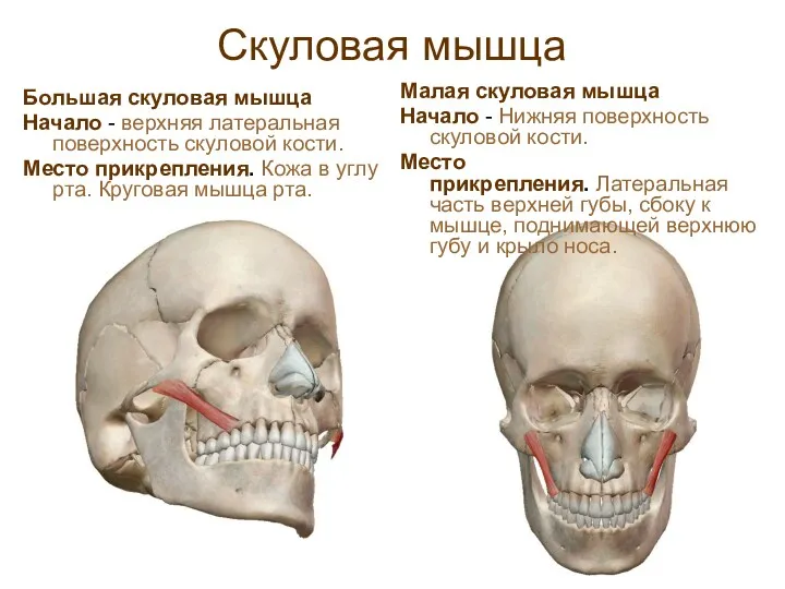 Скуловая мышца Большая скуловая мышца Начало - верхняя латеральная поверхность