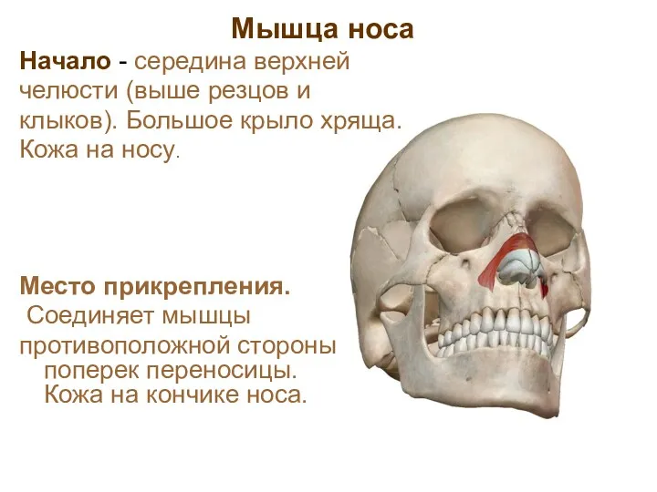 Мышца носа Начало - середина верхней челюсти (выше резцов и