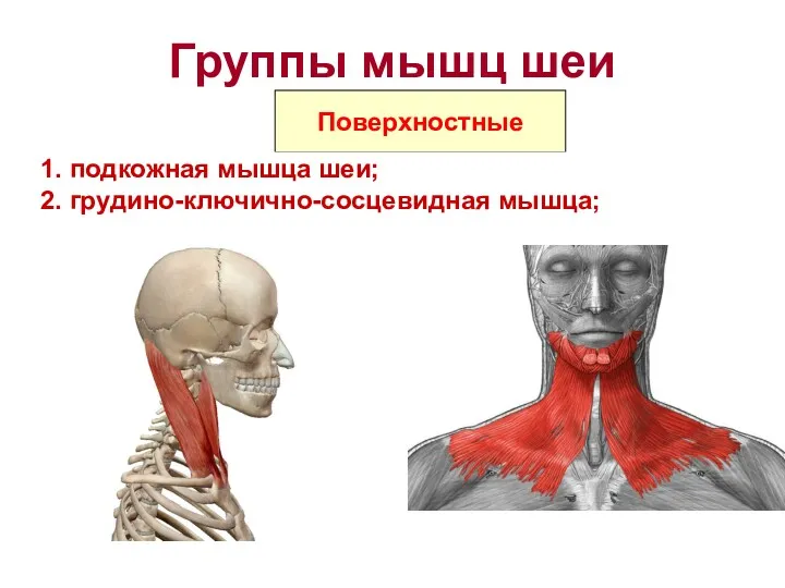 Группы мышц шеи Поверхностные 1. подкожная мышца шеи; 2. грудино-ключично-сосцевидная мышца;