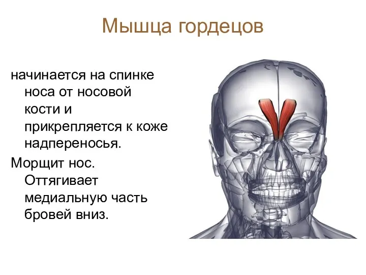 Мышца гордецов начинается на спинке носа от носовой кости и