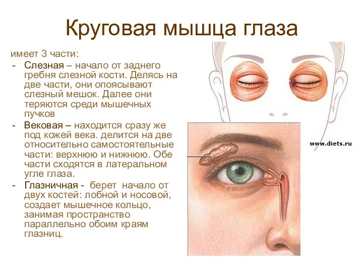 Круговая мышца глаза имеет 3 части: Слезная – начало от