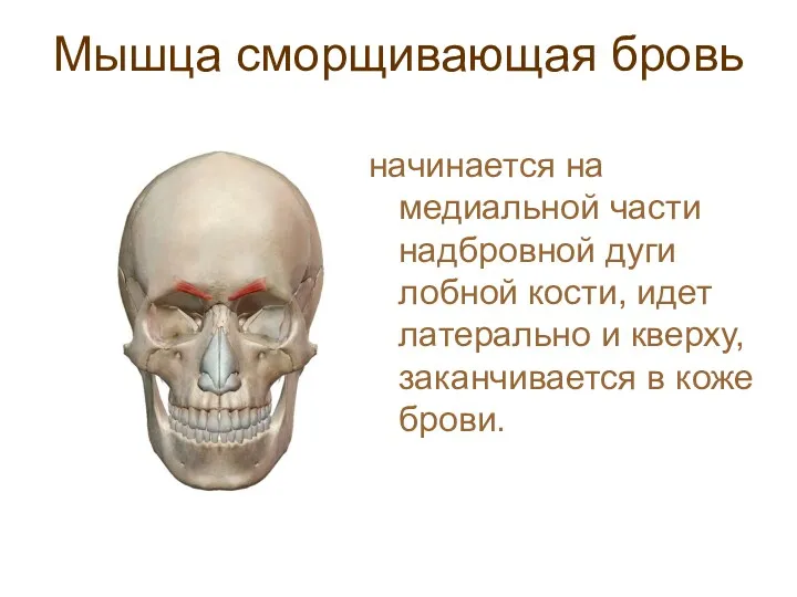 Мышца сморщивающая бровь начинается на медиальной части надбровной дуги лобной