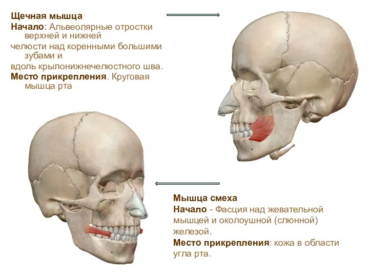 Щечная мышца Начало: Альвеолярные отростки верхней и нижней челюсти над