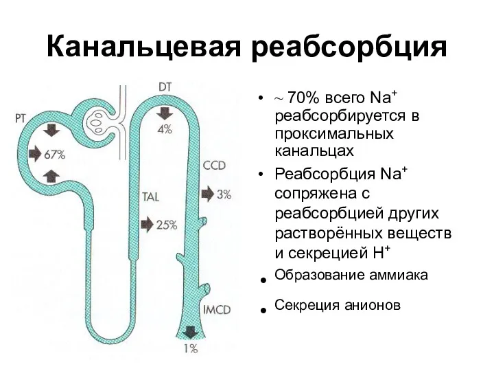 Канальцевая реабсорбция ~ 70% всего Na+ реабсорбируется в проксимальных канальцах Реабсорбция Na+ сопряжена