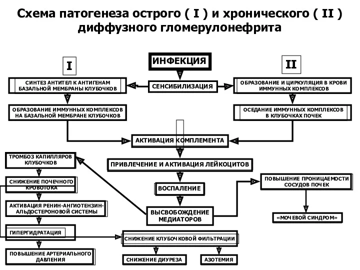 Схема патогенеза острого ( I ) и хронического ( II ) диффузного гломерулонефрита
