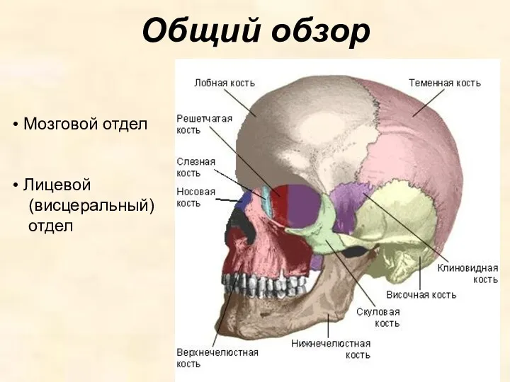 Общий обзор Мозговой отдел Лицевой (висцеральный) отдел