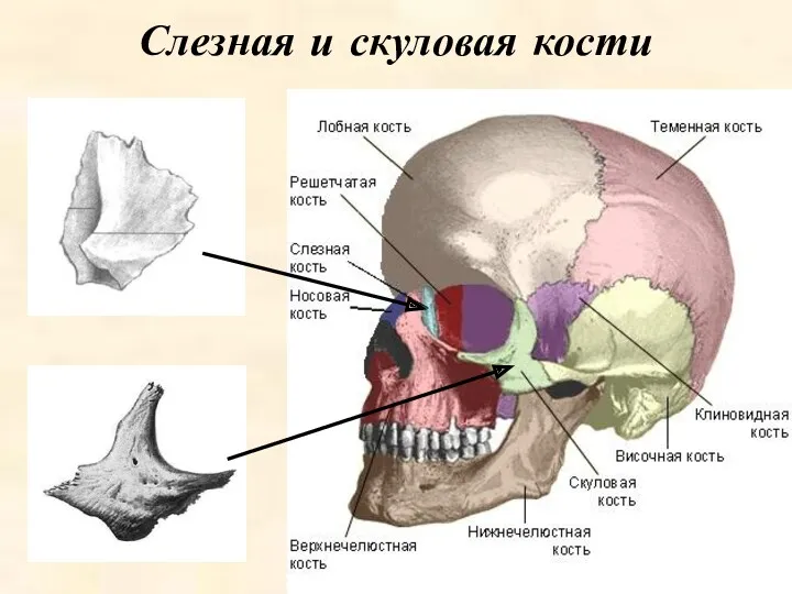 Слезная и скуловая кости