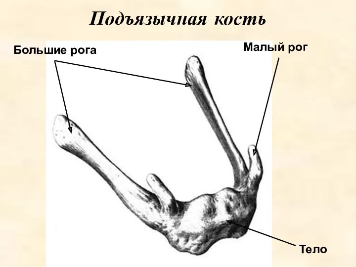 Малый рог Подъязычная кость Большие рога Тело