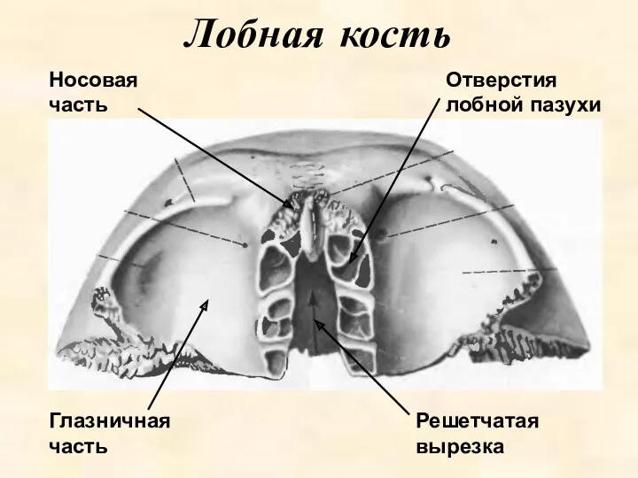 Лобная кость Глазничная часть Носовая часть Решетчатая вырезка Отверстия лобной пазухи