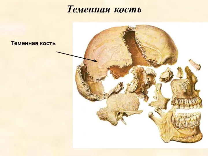 Теменная кость Теменная кость