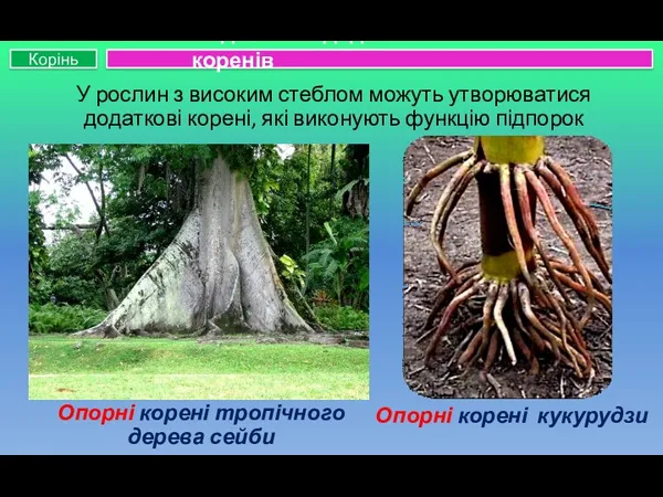 У рослин з високим стеблом можуть утворюватися додаткові корені, які виконують функцію підпорок