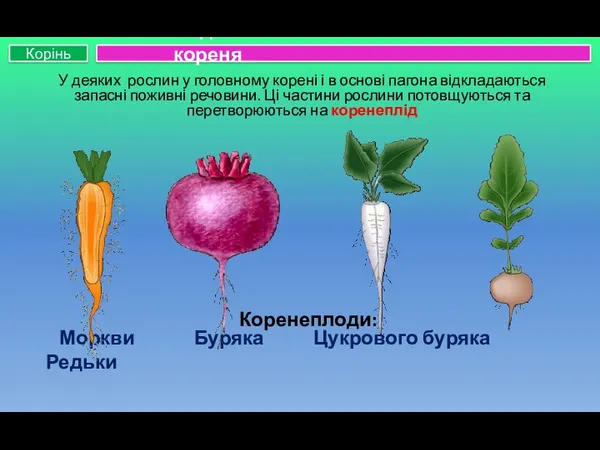 Коренеплоди: Моркви Буряка Цукрового буряка Редьки У деяких рослин у головному корені і