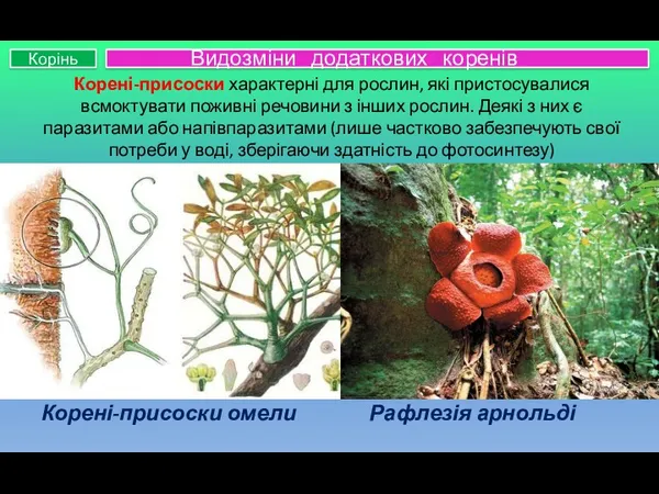 Корені-присоски характерні для рослин, які пристосувалися всмоктувати поживні речовини з інших рослин. Деякі