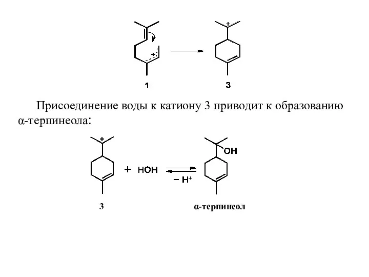 Присоединение воды к катиону 3 приводит к образованию α-терпинеола: 3 α-терпинеол